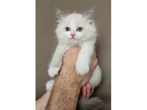 Şecereli anne ve babadan bicolor ragdoll yavrularımız