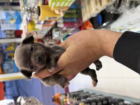 Erkek dişi chihuahua yavrularımız