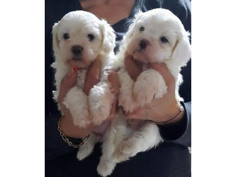 Terrier yavrumuz yeni ailesini arıyor