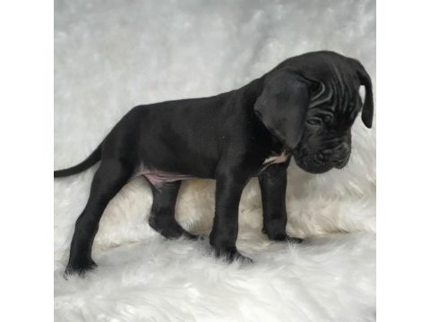 Safkan cane corso yavrularımız