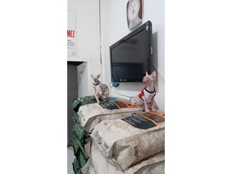Teslime hazır dişi ve erkek sfenks bebeklerimiz