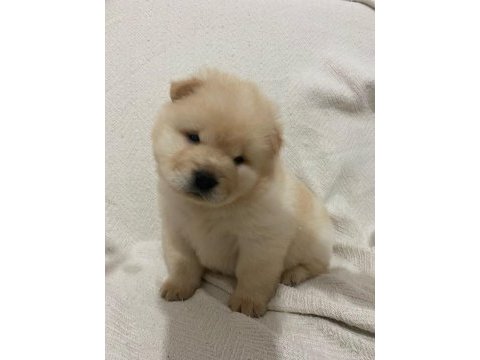 Chow chow köpeği yavrular
