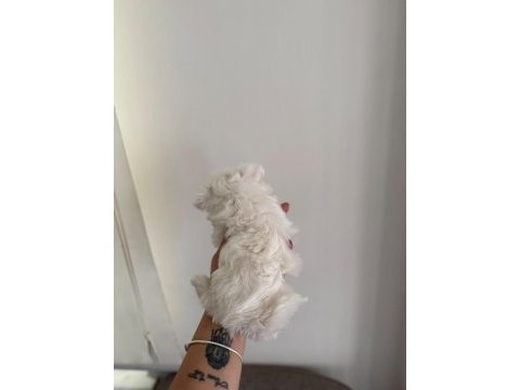Kar topu bebek köpeğimiz
