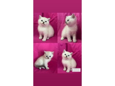 Scottish fold color point