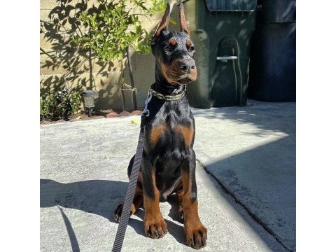 Estetik güzelleri saf kan doberman bebişler