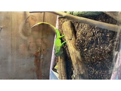 Yavru yeşil iguana cites belgeli mikro çipli