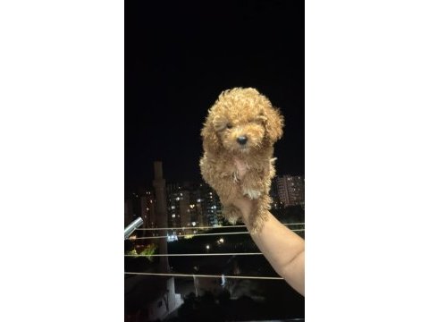 Kore minik toy poodle kg garantili
