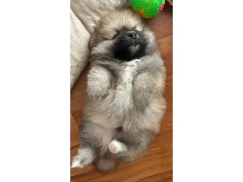 Sağlıklı pomeranian boo
