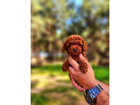 Toy poodle mı istemiştiniz