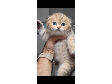 Scottish fold kedimiz