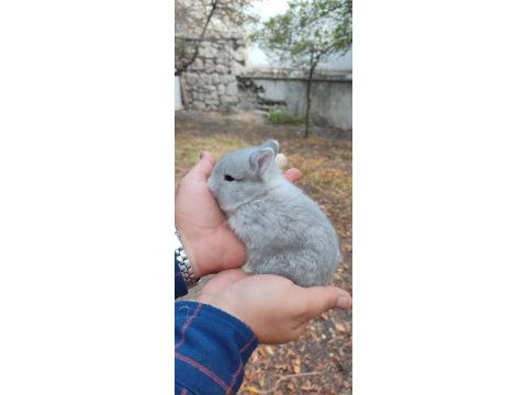 Cüce tavşan (netharlend dwarf)