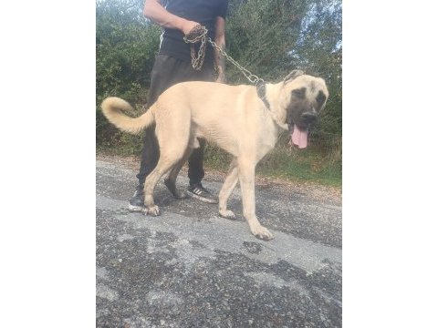 Köpeğimizi çiftleştirmek için dişi lazım