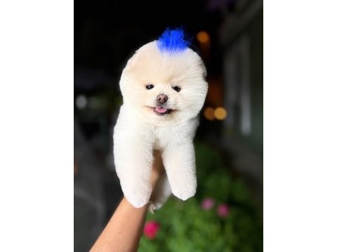 Orjinal pomeranian boo