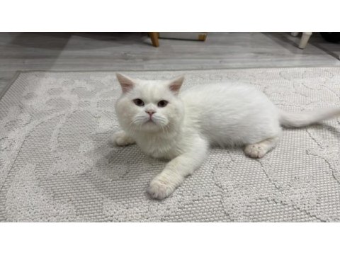 Maviş gözlü pamuk kedimizi sahiplendirmek istiyoruz