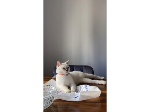 British shorthair blue point 5 aylık yavru