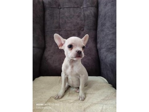 Her renk her çeşit french bulldog bebeklerimiz