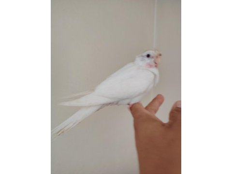 Albino bebek sultan papağanı