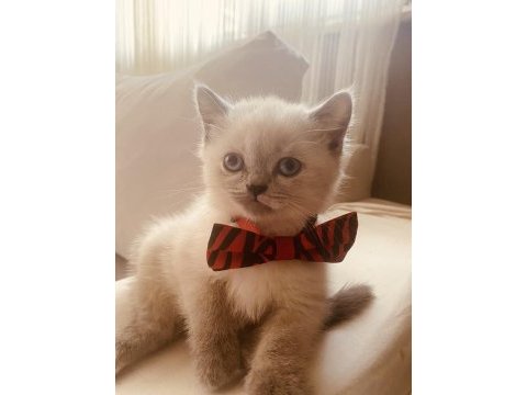 Scottish fold ve british shorthair kediler
