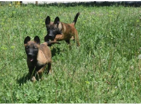 Dişi malinois yavrular