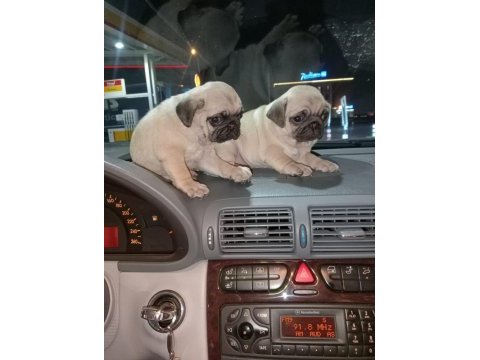 Muhteşem pug mops bebekler