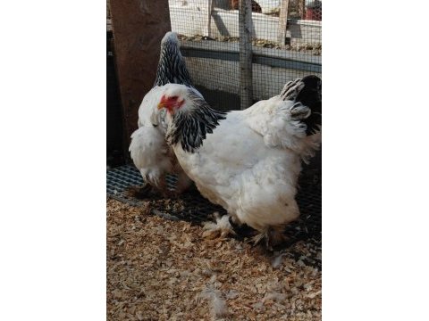 Light brahma kuluçkalık yumurta & civciv