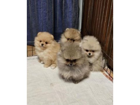 Pomeranian boo köpekler