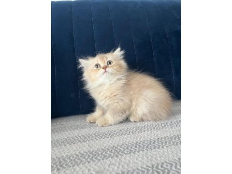 2 aylık pamuk şeker kedimiz