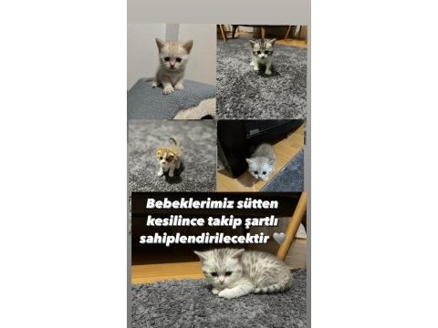 Scottish ve british yavrularımıza yuva arıyoruz