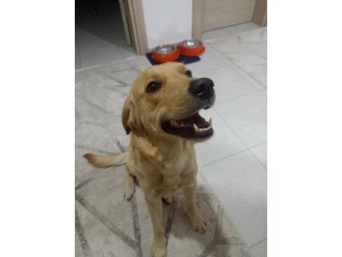 Henüz 1 yaşında labrador yeni sahibini bekliyor