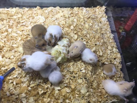 Isırma huyu olmayan hamster bebekler gelmiştir