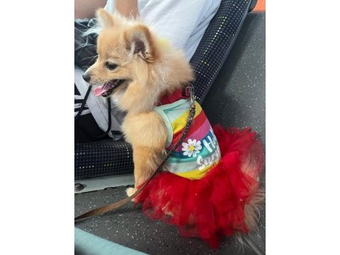 Çok güzel pomeranian dişi 1 yaşında acil