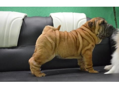 Shar pei ırkının en iyi temsilcileri