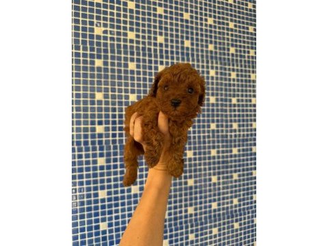 Toy poodle yavrularımız ırk ve sağlık garantili