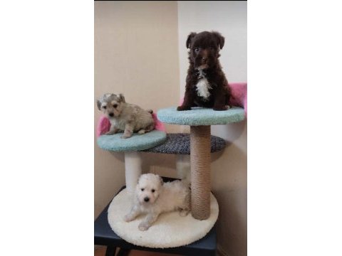 Maltipoo maltese yavrularımız