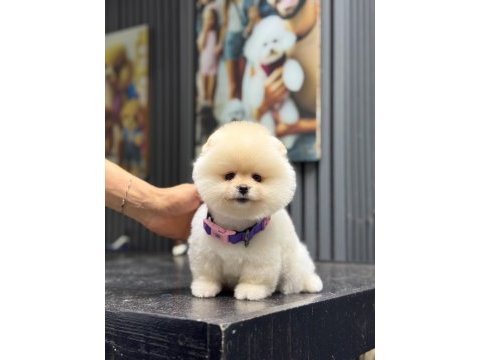 Sağlık ve ırk garantili pomeranian köpeği