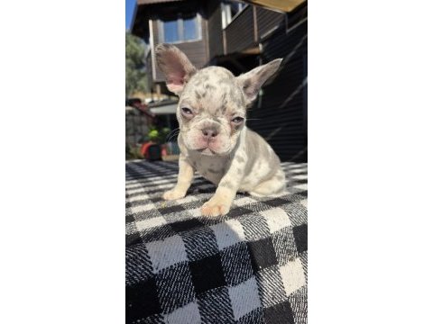 French bulldog köpeği