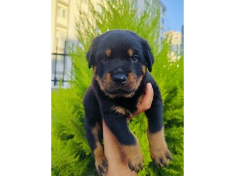 A kalite rottweiler yavruları