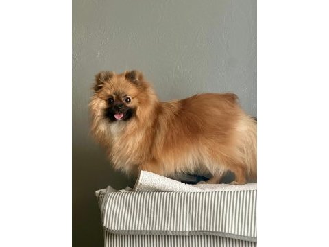 Üretim için uygun 1 yaşında dişi pomeranian boo