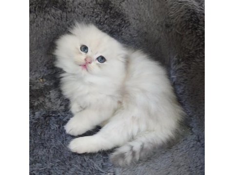 İstanbul içi 7/24 adrese teslim british longhair