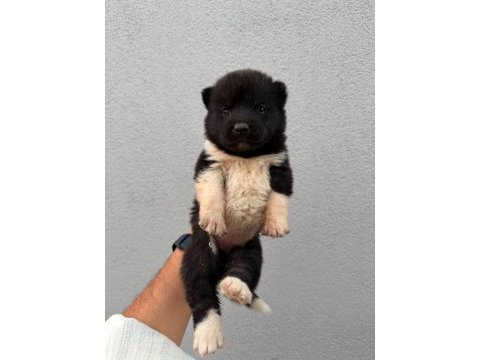 Irk ve sağlık garantili akita