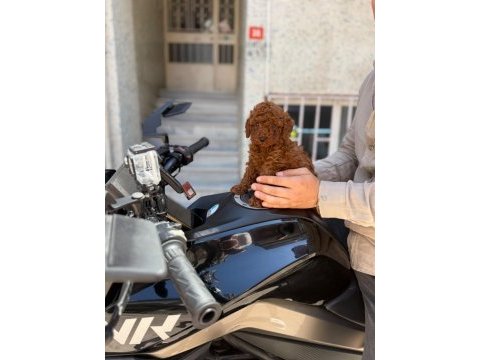Zeki ve oyuncu toy poodle yavrumuz