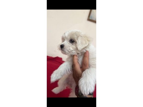 Teslime hazır yavru köpekler