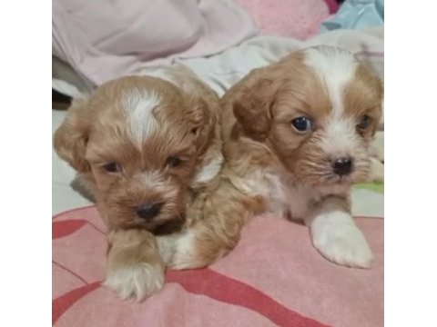 Maltipoo yavrular