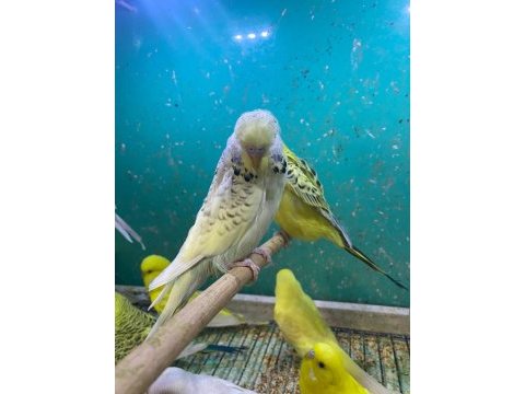 Erkut pet'den yavru jumbo muhabbet kuşları sınırsız sayıda