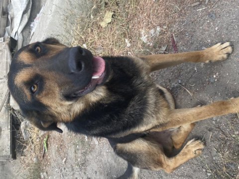 Oyuncu gecemiz alman kurdu