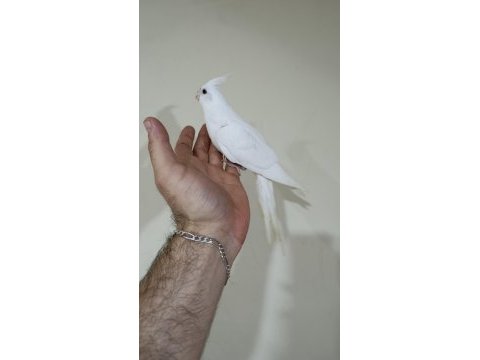 Heawy sultan papağanı yavrular