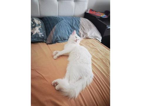 Yağmur ve mars kedim