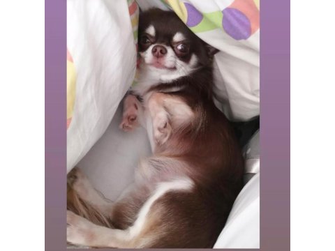 Eğitimli şecereli yetişkin chihuahualar