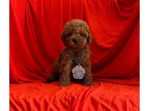 Orijinal toy poodle yavruları