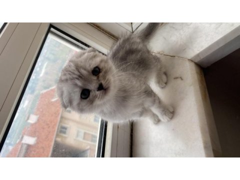 Eğitimli yavrular british shorthair